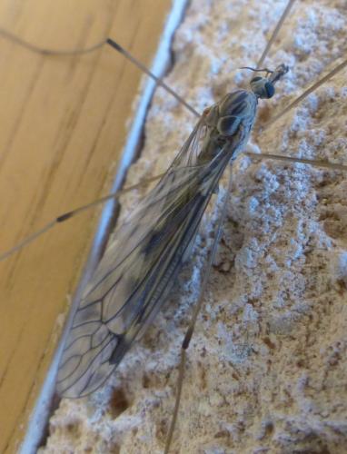 Tipula rufina